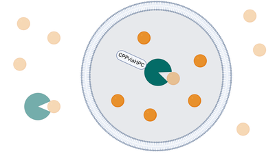 Predicting and Ranking Peptide-Enzybiotic Conjugates with Enhanced Intracellular Bacteriolytic Activity